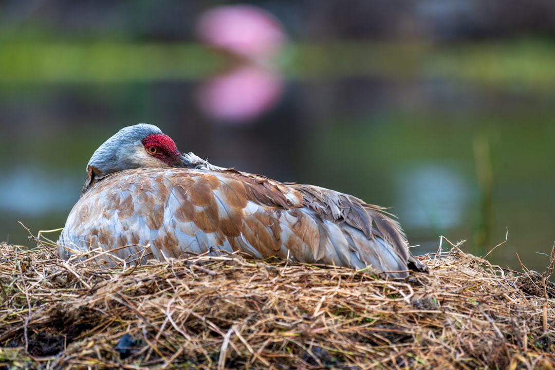 Mastering the Art of Concealment: Duck Blind Strategies