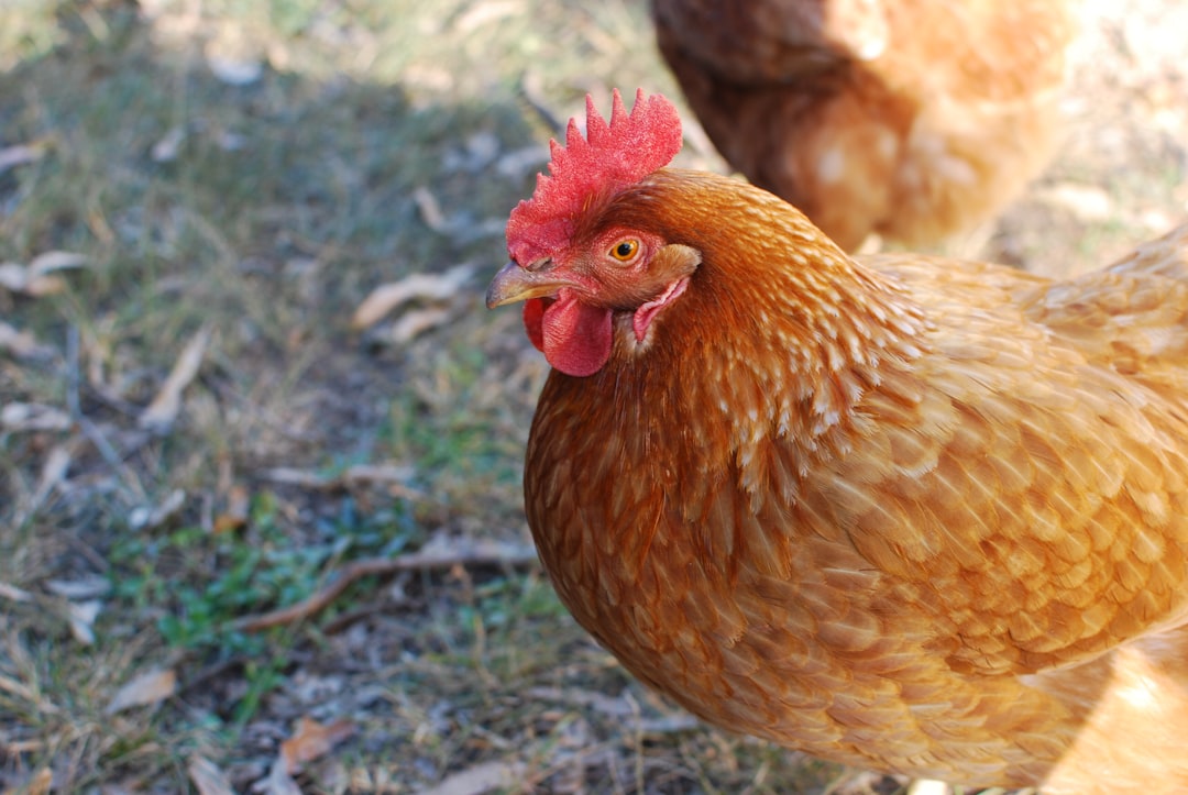 Photo Chicken broth